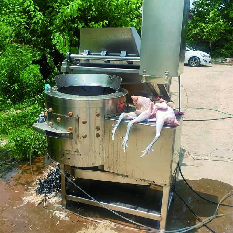 家禽燙脫一體機